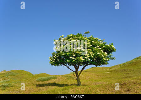 Ancien (Sambucus nigra), arbre solitaire avec des fleurs contre un ciel bleu, Norderney, îles de la Frise orientale, mer du Nord, Basse-Saxe Banque D'Images