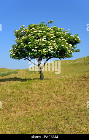 Ancien (Sambucus nigra), arbre solitaire avec des fleurs contre un ciel bleu, Norderney, îles de la Frise orientale, mer du Nord, Basse-Saxe Banque D'Images