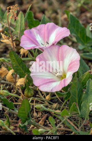 Un couple des capitules de l'liseron des champs (Convolvulus arvensis) sur un aérodrome de Norfolk, Royaume-Uni. Banque D'Images