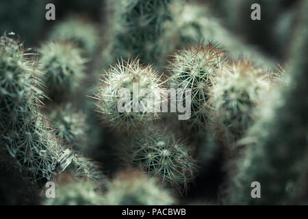 Les cactus, la photo en gros plan avec l'accent peu profondes et vert filtre tonal Banque D'Images