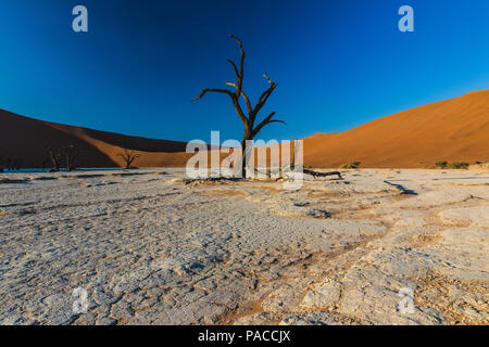 Les troncs d'arbres morts avec dunes rouges du désert du Namib en Sossulsvlei Deadvlei Banque D'Images