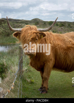 Une vache highland écossais dans les dunes de Texel, Pays-Bas Banque D'Images