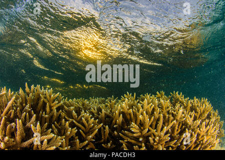 Acropora cervicornis, Acropora - Los Roques venezuela tuba Banque D'Images