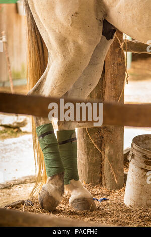 Cheval blanc dans stable. Ses jambes avec des bandages. Ce jeune animal est au repos avant un match de polo Banque D'Images