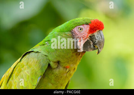 Ara militaire Ara militaris-, grand beau perroquet vert de l'Amérique du Sud, les forêts de l'Argentine. Banque D'Images