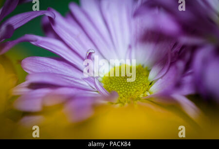 Close-up of flowers frame de remplissage Banque D'Images