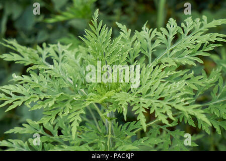 Ambrosia artemisiifolia plante Banque D'Images