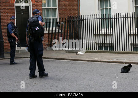 Larry le No 10 Downing Street Cat et chef de Mouser pour le Bureau du Cabinet et le chef résident Palmerston Mouser du Foreign & Commonwealth Office en relaxant avec Downing Street Palmerston : où : London, Royaume-Uni Quand : 20 Juin 2018 Crédit : Dinendra Haria/WENN Banque D'Images