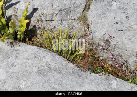 Fleurs sauvages dans le Burren. Le Burren "grand rocher" est une région d'intérêt environnemental principalement situé dans le nord-ouest du comté de Clare, Irlande, n Banque D'Images