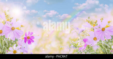 Fleurs cosmos rose contre le ciel bleu avec des nuages par un beau jour ensoleillé d'été. Bannière horizontale, de fond naturel Banque D'Images