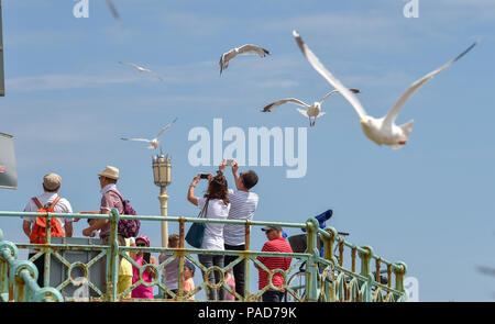 Brighton UK 22 Juillet 2018 - Les Mouettes mob un couple d'essayer de prendre des photos sur le front de mer de Brighton, la canicule se poursuit tout au long de temps parties de Bretagne Crédit : Simon Dack/Alamy Live News Banque D'Images