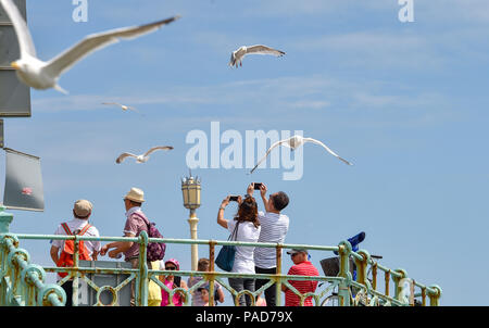 Brighton UK 22 Juillet 2018 - Les Mouettes mob un couple d'essayer de prendre des photos sur le front de mer de Brighton, la canicule se poursuit tout au long de temps parties de Bretagne Crédit : Simon Dack/Alamy Live News Banque D'Images