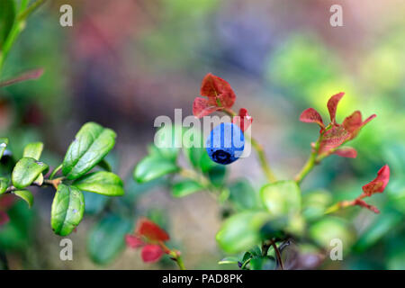 Salo, Finlande. 22 juillet, 2018. La sécheresse et les températures élevées pendant les mois d'abaisser la production de fruits sauvages en 2018. En photo, la myrtille (Vaccinium myrtillus), qui est considérée comme superfood populaires. Credit : Taina Sohlman/Alamy Live News Banque D'Images