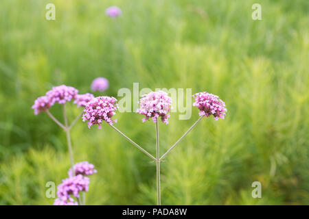 Verbena bonariensis fleurs. Banque D'Images