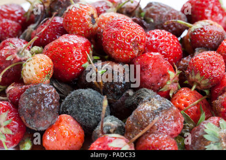 Un tas de fraise mûre, rouge, qui a commencé à pourrir et sont couverts de moisissures, un gros plan, annulés et rejetés de la récolte des baies fraise Banque D'Images