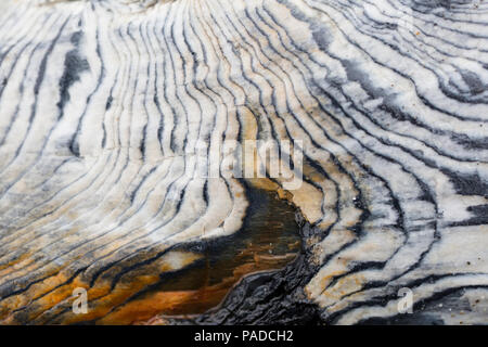 Forêt Pétrifiée, île de l'AGNU Banque D'Images