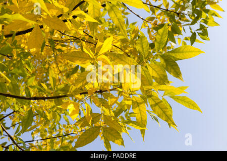 Une branche d'un érable avec le feuillage jaune au cours d'une feuille d'automne, close-up against a blue sky Banque D'Images