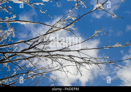 Branches sans feuilles de neige contre le ciel bleu avec des nuages Banque D'Images