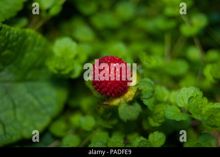 Petits fruits mûrs rouges potentilla indica close-up. Il ressemble à une fraise, mais il n'a pas de goût. Banque D'Images