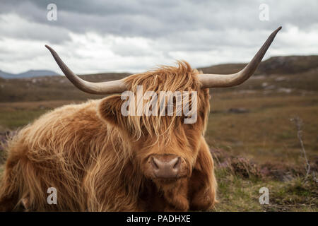 Highland cow sur l'île de Skye Banque D'Images