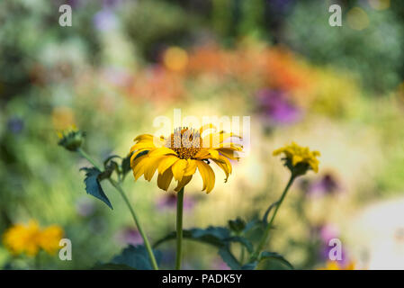 L'Helianthus, Sunflower, Close up avec un arrière-plan flou, flou. Banque D'Images