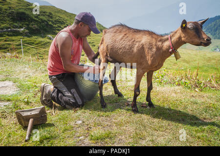 Les races de vaches d'un agriculteur et sa vache dans la nature selon les anciennes traditions. L'éleveur ressent chaque matin pour avoir du lait frais et d'excellente qualité. Banque D'Images