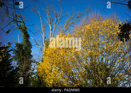 Raymill 'île', Maidenhead, Berkshire, UK, vue générale, ciel bleu, un jour ensoleillé de l'Île 'Raymill', Grande-Bretagne, © Peter SPURRIER, Banque D'Images