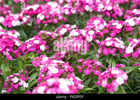 Dianthus F1 'Dash' magicien. Sweet William fleurs. Banque D'Images