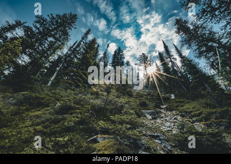 Sunstar derrière des arbres dans le parc national de Banff - Alberta, Canada Banque D'Images