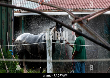 Avec leurs séances d'échauffement chevaux reçoivent leur baignoire de réchauffage pour retirer après la sueur et la saleté. Si ce n'est pas nettoyé ils courent le risque de contracter l'Abra Banque D'Images