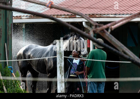 Avec leurs séances d'échauffement chevaux reçoivent leur baignoire de réchauffage pour retirer après la sueur et la saleté. Si ce n'est pas nettoyé ils courent le risque de contracter l'Abra Banque D'Images