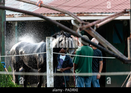 Avec leurs séances d'échauffement chevaux reçoivent leur baignoire de réchauffage pour retirer après la sueur et la saleté. Si ce n'est pas nettoyé ils courent le risque de contracter l'Abra Banque D'Images