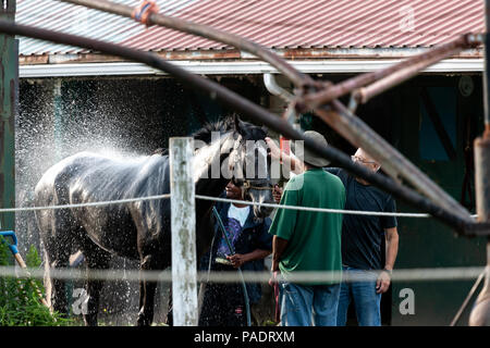 Avec leurs séances d'échauffement chevaux reçoivent leur baignoire de réchauffage pour retirer après la sueur et la saleté. Si ce n'est pas nettoyé ils courent le risque de contracter l'Abra Banque D'Images