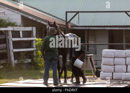 Avec leurs séances d'échauffement chevaux reçoivent leur baignoire de réchauffage pour retirer après la sueur et la saleté. Si ce n'est pas nettoyé ils courent le risque de contracter l'Abra Banque D'Images