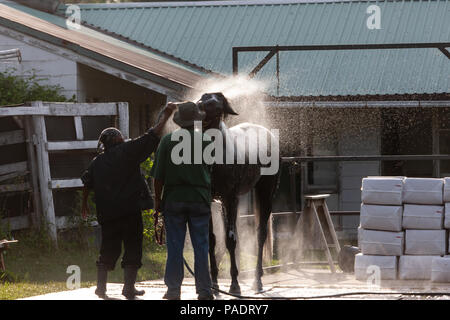 Avec leurs séances d'échauffement chevaux reçoivent leur baignoire de réchauffage pour retirer après la sueur et la saleté. Si ce n'est pas nettoyé ils courent le risque de contracter l'Abra Banque D'Images