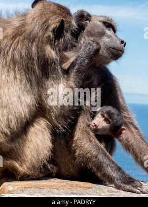 Les babouins du cap avec chaque bébé autres sur mur de pierre au cap de Bonne Espérance Réserve Naturelle. Banque D'Images
