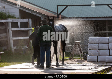 Avec leurs séances d'échauffement chevaux reçoivent leur baignoire de réchauffage pour retirer après la sueur et la saleté. Si ce n'est pas nettoyé ils courent le risque de contracter l'Abra Banque D'Images