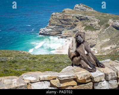 Cape Baboon sur mur de pierre au cap de Bonne Espérance Nature Réserve Africaa. Banque D'Images