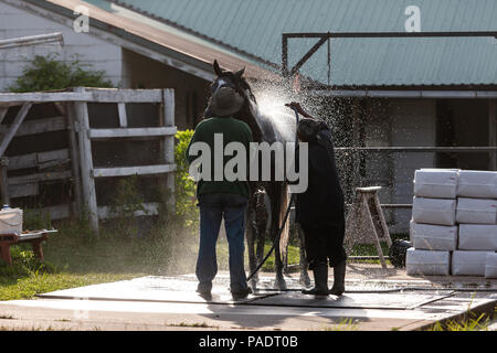 Avec leurs séances d'échauffement chevaux reçoivent leur baignoire de réchauffage pour retirer après la sueur et la saleté. Si ce n'est pas nettoyé ils courent le risque de contracter l'Abra Banque D'Images