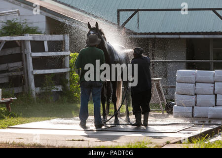 Avec leurs séances d'échauffement chevaux reçoivent leur baignoire de réchauffage pour retirer après la sueur et la saleté. Si ce n'est pas nettoyé ils courent le risque de contracter l'Abra Banque D'Images