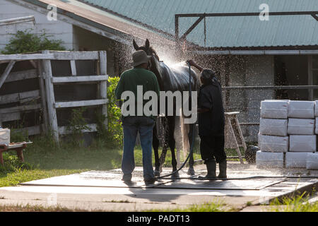 Avec leurs séances d'échauffement chevaux reçoivent leur baignoire de réchauffage pour retirer après la sueur et la saleté. Si ce n'est pas nettoyé ils courent le risque de contracter l'Abra Banque D'Images