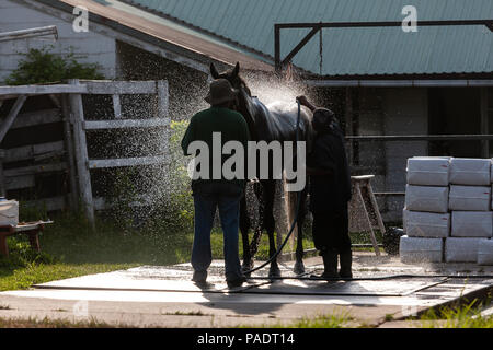 Avec leurs séances d'échauffement chevaux reçoivent leur baignoire de réchauffage pour retirer après la sueur et la saleté. Si ce n'est pas nettoyé ils courent le risque de contracter l'Abra Banque D'Images