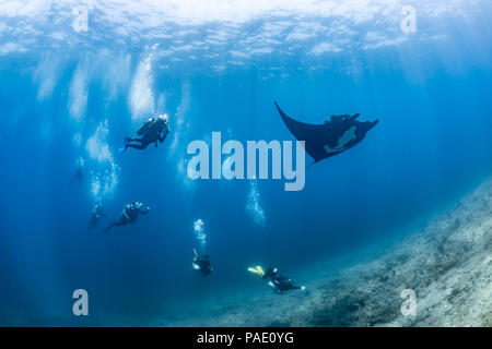 Les amateurs de plongée sous-marine à la suite d'une raie Manta géante, la Reina, La Paz (Manta birostris) Banque D'Images