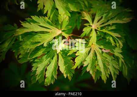 Les feuilles d'Acer Aconitifolium. Banque D'Images