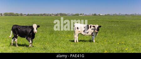 Panorama de Dutch noir et blanc vaches Holstein Banque D'Images