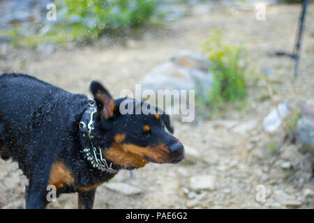 Rottweiler Baignade au lac, piscine chien Photos d'Action Banque D'Images