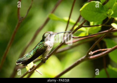 Une femelle colibri à gorge rubis (Archilochus colubris,, perché sur une branche d'arbre dans le jardin de repos spéculateur, NY USA Banque D'Images