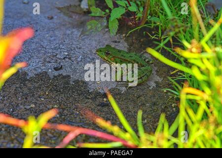 Un livre vert grenouille comestible, également connu sous le nom de la grenouille d'eau commune. Grenouilles adultes assis dans l'herbe. Banque D'Images