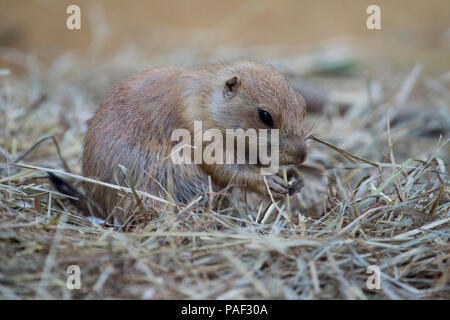 Chien de prairie (Cynomys ludovicianus) regarder de près burrow Banque D'Images