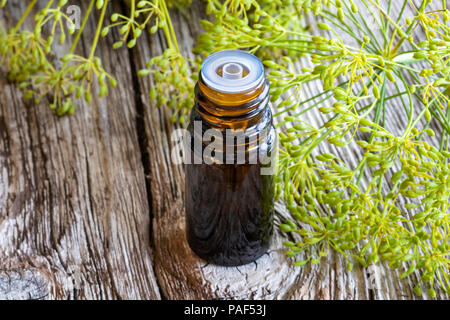 Une bouteille d'huile de graines d'aneth Anethum graveolens en fleurs fraîches avec des brindilles Banque D'Images